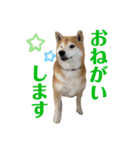 柴犬羽蘭のハッピイエブリデイ（個別スタンプ：6）