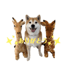 柴犬羽蘭のハッピイエブリデイ（個別スタンプ：7）