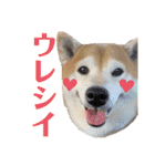 柴犬羽蘭のハッピイエブリデイ（個別スタンプ：8）