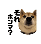 柴犬羽蘭のハッピイエブリデイ（個別スタンプ：9）