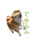 柴犬羽蘭のハッピイエブリデイ（個別スタンプ：10）