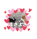 柴犬羽蘭のハッピイエブリデイ（個別スタンプ：11）