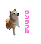 柴犬羽蘭のハッピイエブリデイ（個別スタンプ：12）