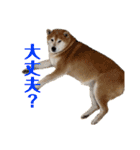 柴犬羽蘭のハッピイエブリデイ（個別スタンプ：13）