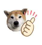 柴犬羽蘭のハッピイエブリデイ（個別スタンプ：14）