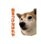 柴犬羽蘭のハッピイエブリデイ（個別スタンプ：15）