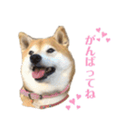 柴犬羽蘭のハッピイエブリデイ（個別スタンプ：16）