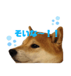 柴犬羽蘭のハッピイエブリデイ（個別スタンプ：18）