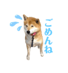 柴犬羽蘭のハッピイエブリデイ（個別スタンプ：20）