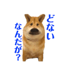 柴犬羽蘭のハッピイエブリデイ（個別スタンプ：21）