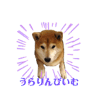 柴犬羽蘭のハッピイエブリデイ（個別スタンプ：22）