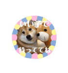 柴犬羽蘭のハッピイエブリデイ（個別スタンプ：23）