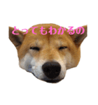 柴犬羽蘭のハッピイエブリデイ（個別スタンプ：24）