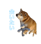 柴犬羽蘭のハッピイエブリデイ（個別スタンプ：25）