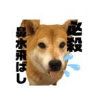 柴犬羽蘭のハッピイエブリデイ（個別スタンプ：26）