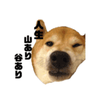 柴犬羽蘭のハッピイエブリデイ（個別スタンプ：27）