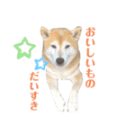 柴犬羽蘭のハッピイエブリデイ（個別スタンプ：29）
