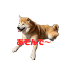 柴犬羽蘭のハッピイエブリデイ（個別スタンプ：31）