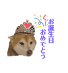 柴犬羽蘭のハッピイエブリデイ（個別スタンプ：32）