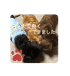 ルーク！レイア！ハリー！（個別スタンプ：22）