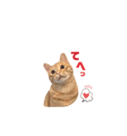 茶トラの日常⭐︎エル（個別スタンプ：5）