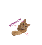 茶トラの日常⭐︎エル（個別スタンプ：13）