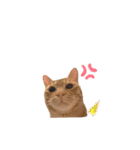 茶トラの日常⭐︎エル（個別スタンプ：16）