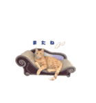 茶トラの日常⭐︎エル（個別スタンプ：23）