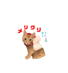 茶トラの日常⭐︎エル（個別スタンプ：24）