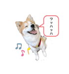 保護犬 3dogs（個別スタンプ：1）
