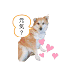 保護犬 3dogs（個別スタンプ：2）