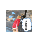保護犬 3dogs（個別スタンプ：3）
