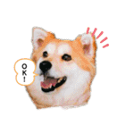 保護犬 3dogs（個別スタンプ：4）