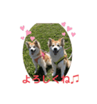保護犬 3dogs（個別スタンプ：5）