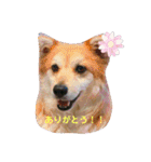 保護犬 3dogs（個別スタンプ：6）