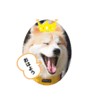 保護犬 3dogs（個別スタンプ：7）