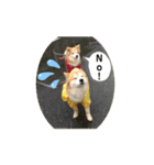 保護犬 3dogs（個別スタンプ：8）