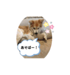 保護犬 3dogs（個別スタンプ：9）