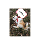 保護犬 3dogs（個別スタンプ：11）
