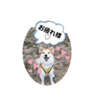 保護犬 3dogs（個別スタンプ：12）