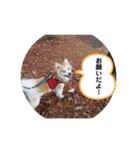 保護犬 3dogs（個別スタンプ：13）