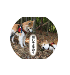保護犬 3dogs（個別スタンプ：14）
