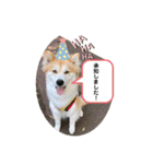 保護犬 3dogs（個別スタンプ：15）