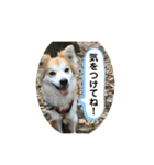 保護犬 3dogs（個別スタンプ：16）