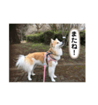 保護犬 3dogs（個別スタンプ：17）
