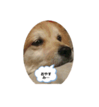保護犬 3dogs（個別スタンプ：18）