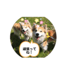 保護犬 3dogs（個別スタンプ：19）