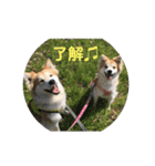 保護犬 3dogs（個別スタンプ：20）