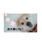 保護犬 3dogs（個別スタンプ：21）
