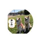 保護犬 3dogs（個別スタンプ：22）